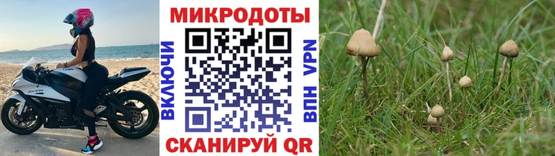 купить наркотик  Бежецк  Галлюциногенные грибы Psilocybine cubensis 