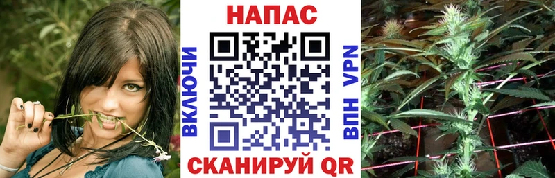 Конопля гибрид Бежецк